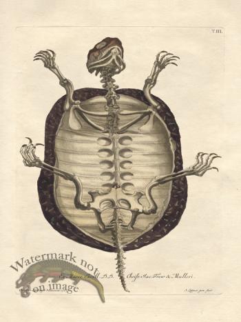 Turtle 3 Skeleton Trew